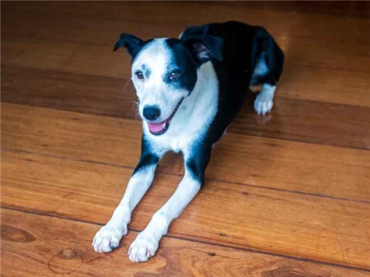 Cachorro cão para adoção Fêmea Médio  2 anos 