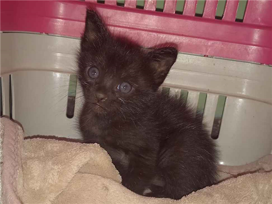 Gato para adoção Macho Pequeno Abaixo de 2 meses