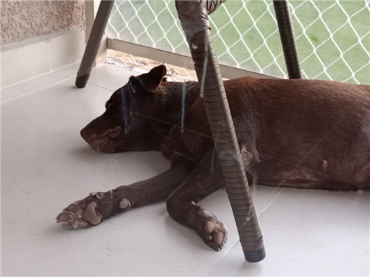 Cachorro cão para adoção Fêmea Médio  5 anos 