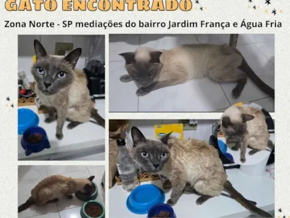 Gato Siamês Medio 3-anos