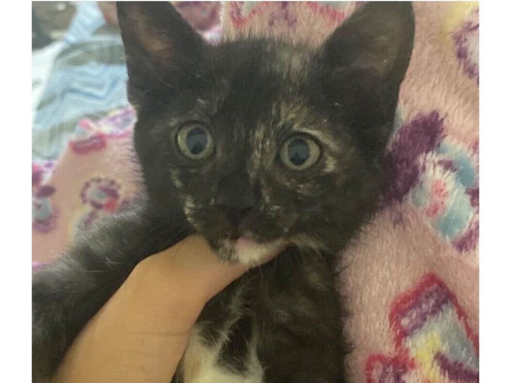 Gato SRD-ViraLata Medio 2-a-6-meses