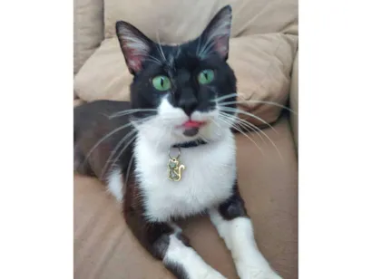 Gato SRD-ViraLata Pequeno 5-anos