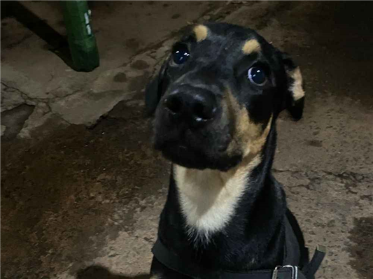 Cachorro cão para adoção Macho Grande 2 a 6 meses 
