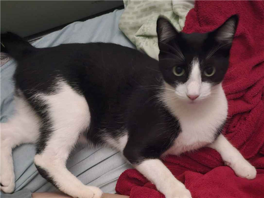 Gato Procura-Perdido Macho Médio 1 ano 