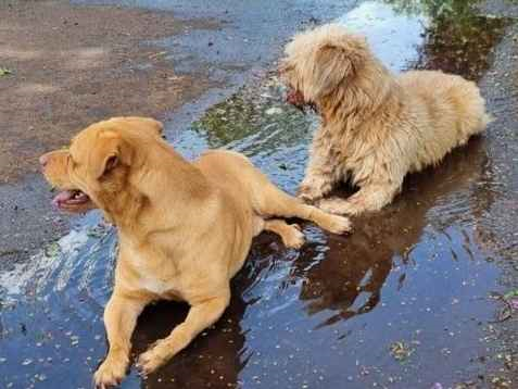 Cao Procura-Perdido Macho Pequeno 2 anos 