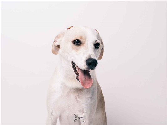 Cachorro cão para adoção Fêmea Médio  1 ano 