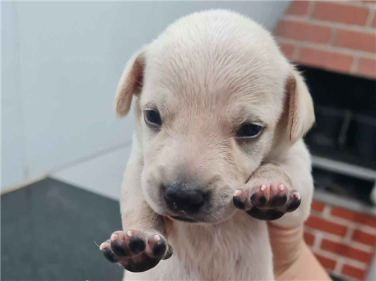 Cachorro cão para adoção Macho Médio  Abaixo de 2 meses 