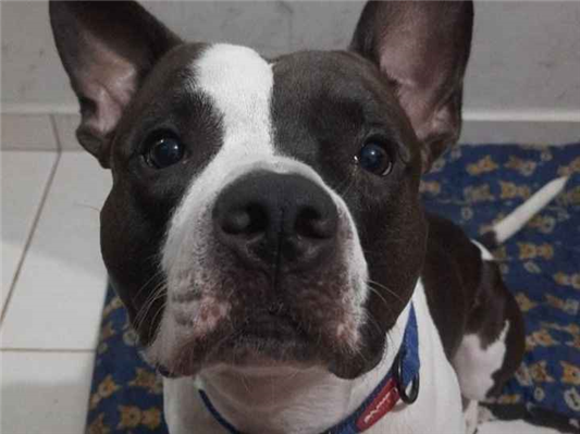 Gato para adoção Macho Médio 3 anos