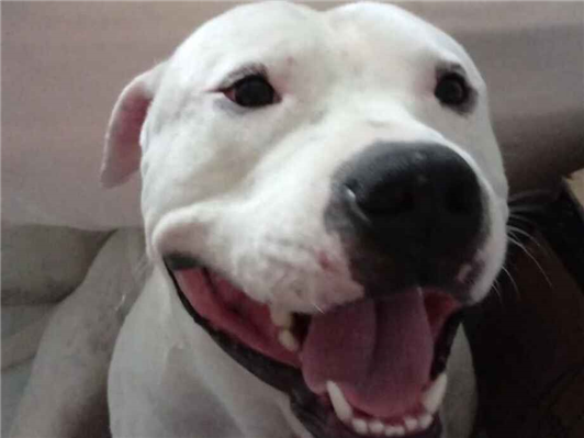 Cachorro cão para adoção Macho Grande 3 anos 