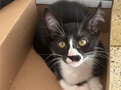 Gato SRD-ViraLata Pequeno 2-a-6-meses