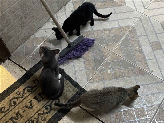 Cachorro cão para adoção Macho Pequeno 2 a 6 meses 