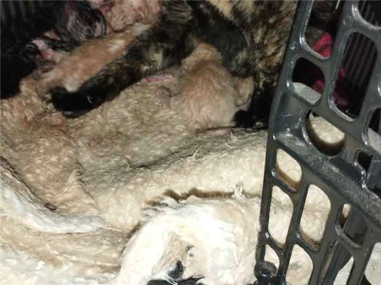 Gato para adoção Ambos Pequeno Abaixo de 2 meses