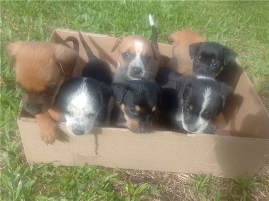 Cachorro cão para adoção Ambos Pequeno 2 a 6 meses 