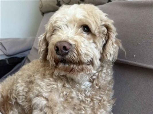 Cao Procura-Perdido Macho Médio 6 anos Acima 