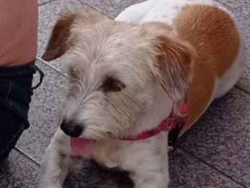 Cao Procura-Perdido Fêmea Médio 5 anos 