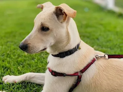 Cao Mistura de labrador  Grande 7-a-11-meses