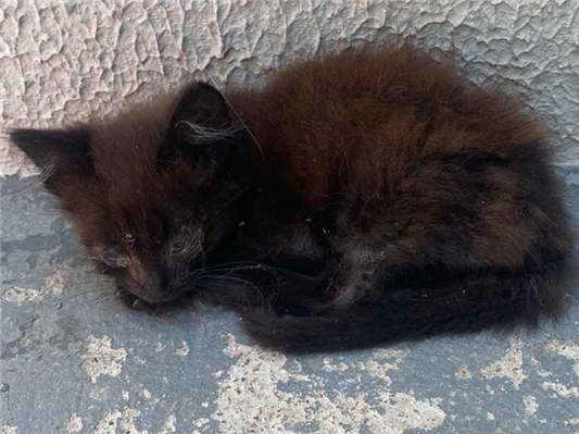 Gato para adoção Macho Pequeno Abaixo de 2 meses