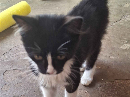 Gato para adoção Ambos Pequeno 2 a 6 meses