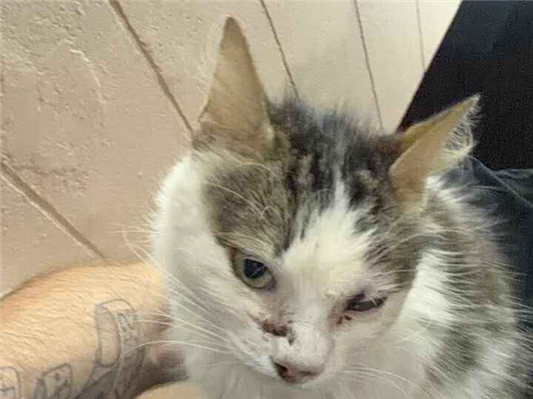 Gato - Fêmea Médio1 ano