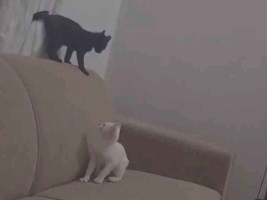 Gato para adoção Ambos Médio 2 a 6 meses