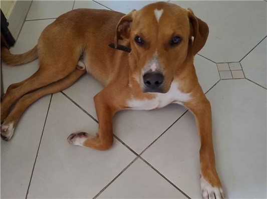 Cachorro cão para adoção Macho Médio  1 ano 