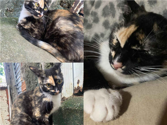 Gato para adoção Fêmea Pequeno 7 a 11 meses