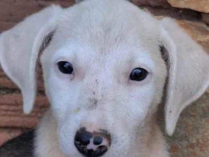 Cao SRD-ViraLata Medio 2-a-6-meses