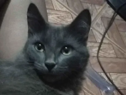 Gato SRD-ViraLata Medio 2-anos