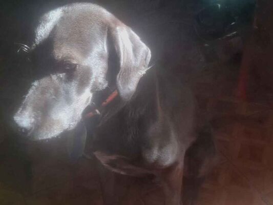 Cachorro cão para adoção Macho Médio  2 a 6 meses 