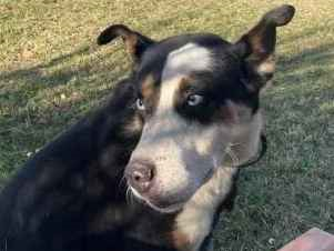 Cachorro cão para adoção Macho Grande 2 anos 