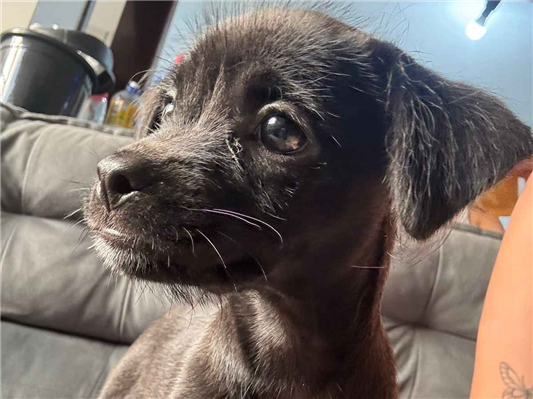 Cachorro cão para adoção Fêmea Pequeno 2 a 6 meses 