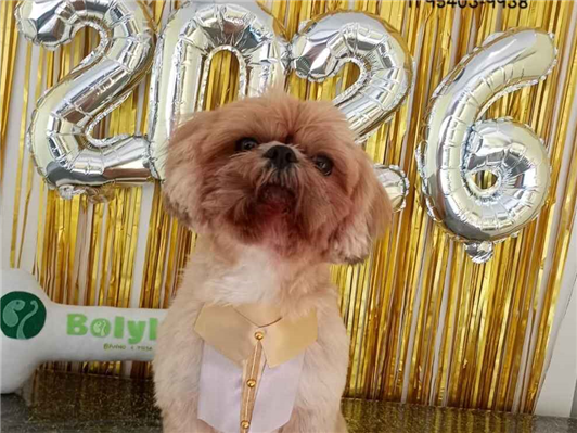 Cachorro cão para adoção Macho Pequeno 2 anos 