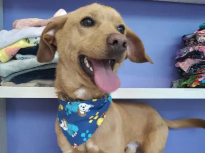 Cao SRD-ViraLata Medio 1-ano