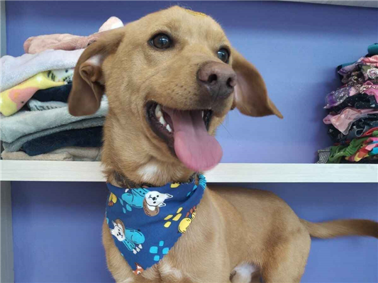 Cao - Macho Médio1 ano