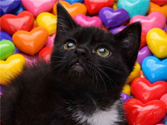 Gato para adoção Macho Pequeno Abaixo de 2 meses