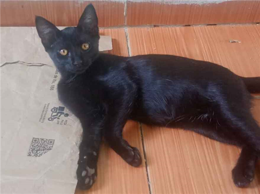 Gato para adoção Macho Pequeno 2 a 6 meses