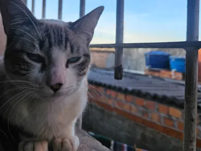 Gato Siamês Medio 1-ano