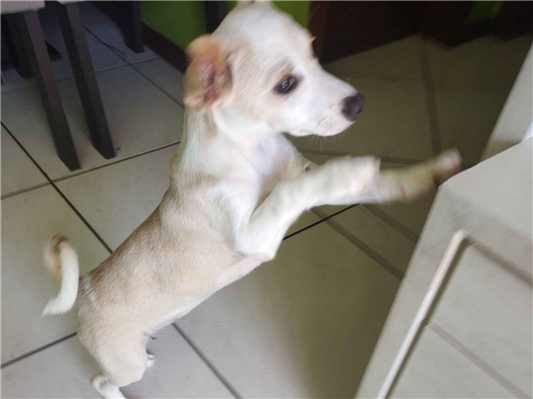 Cachorro cão para adoção Fêmea Médio  7 a 11 meses 