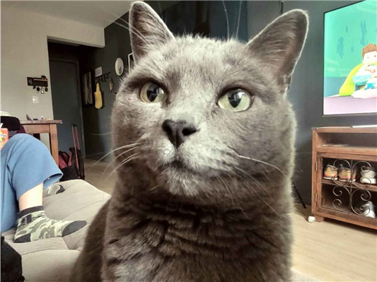 Gato para adoção Fêmea Pequeno 5 anos