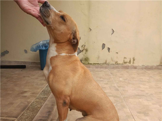 Cachorro cão para adoção Fêmea Médio  6 anos Acima 