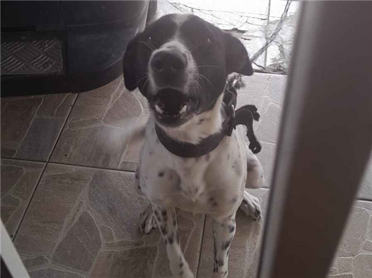 Cachorro cão para adoção Fêmea Médio  1 ano 