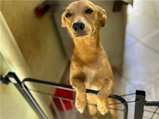 Cachorro cão para adoção Fêmea Médio  2 a 6 meses 