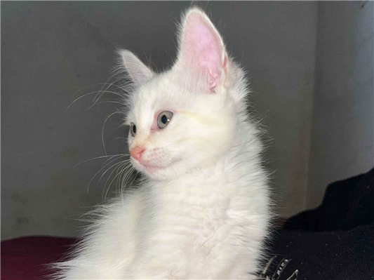 Gato para adoção Ambos Pequeno 2 a 6 meses