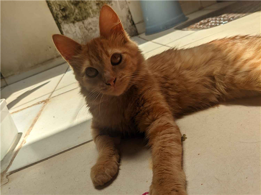 Gato para adoção Macho Pequeno 2 a 6 meses