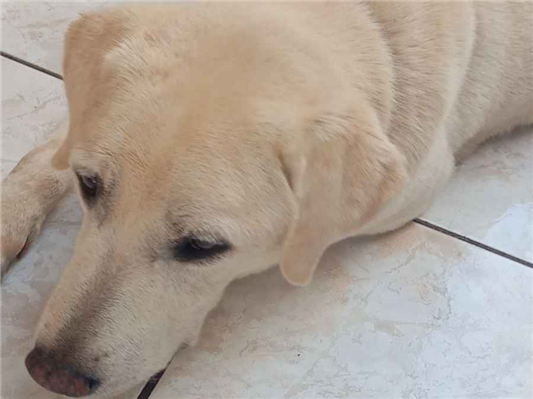 Cachorro cão para adoção Macho Grande 3 anos 