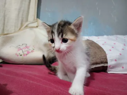 Gato SRD-ViraLata Pequeno 2-a-6-meses