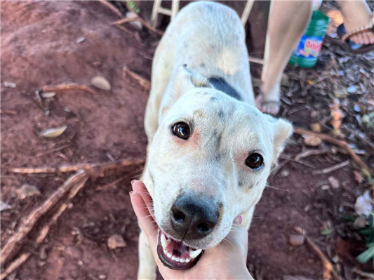 Cachorro cão para adoção Fêmea Médio  1 ano 