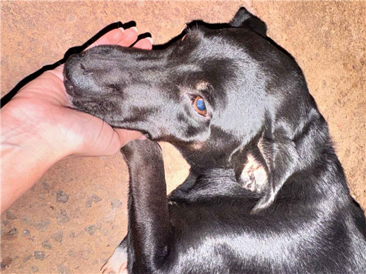 Cachorro cão para adoção Fêmea Médio  2 anos 