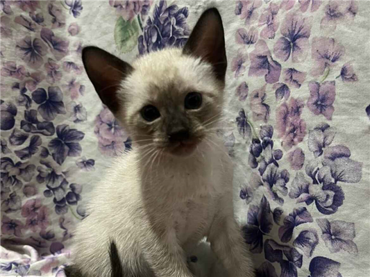 Gato para adoção Ambos Pequeno Abaixo de 2 meses