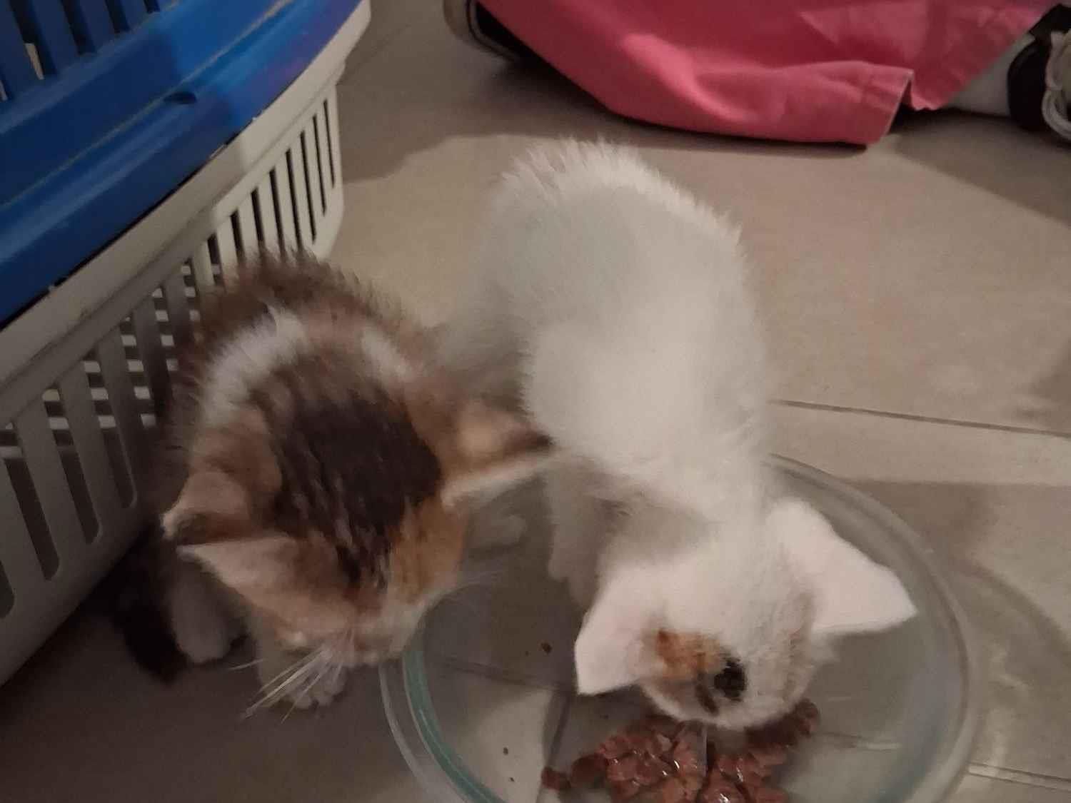 Gato SRD-ViraLata Pequeno Abaixo-de-2-meses